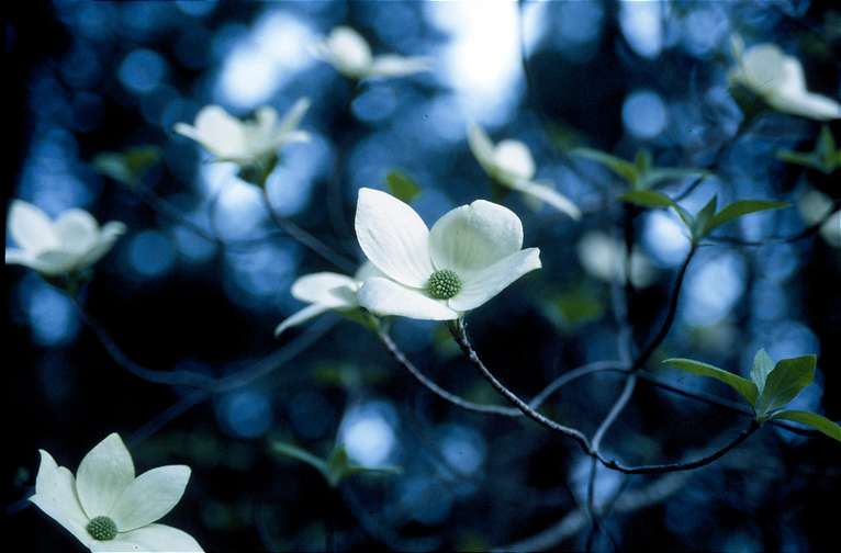  Dogwood Bloom 