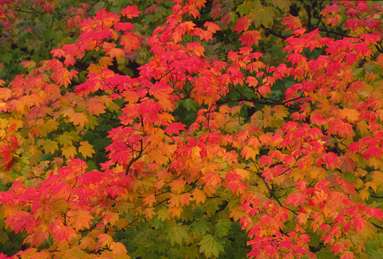 Vine Maple Leaves