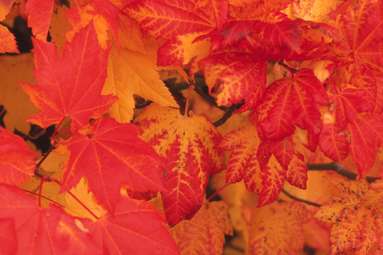 Vine Maple Leaves