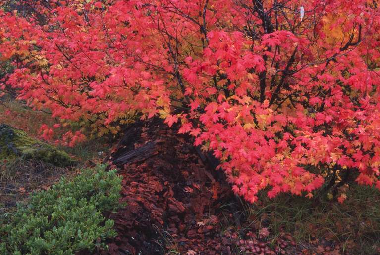  Vine Maple Leaves 