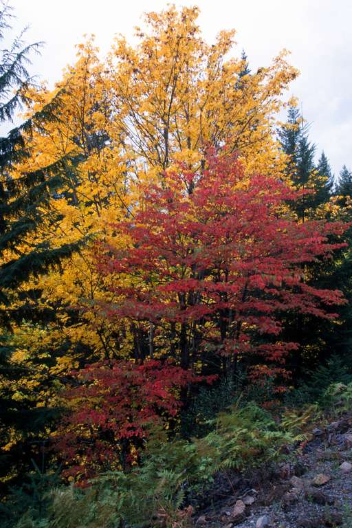  McKenzie River Trailhead 