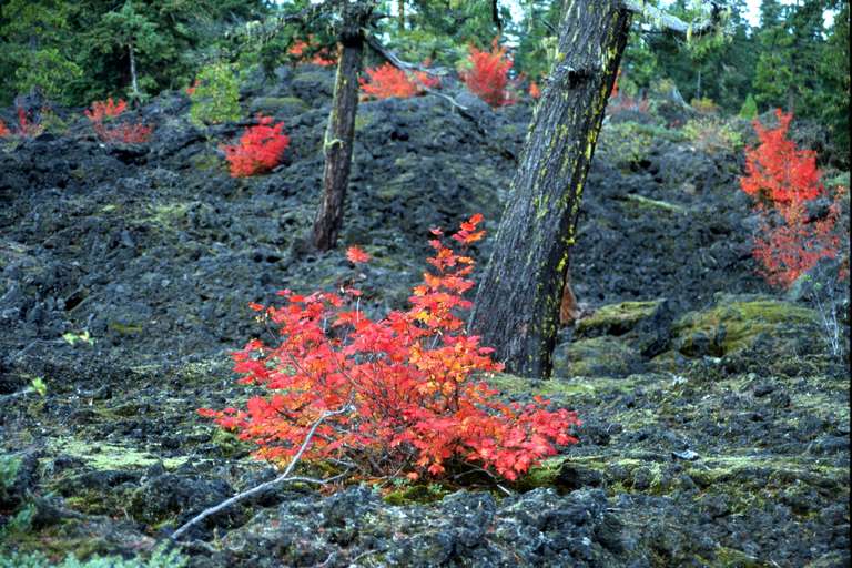  Vine Maple on Lava Flow 