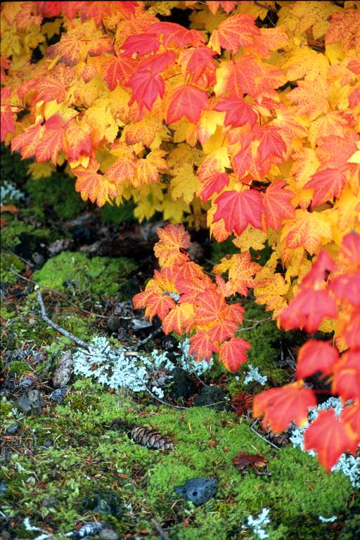  Vine Maple Leaves 