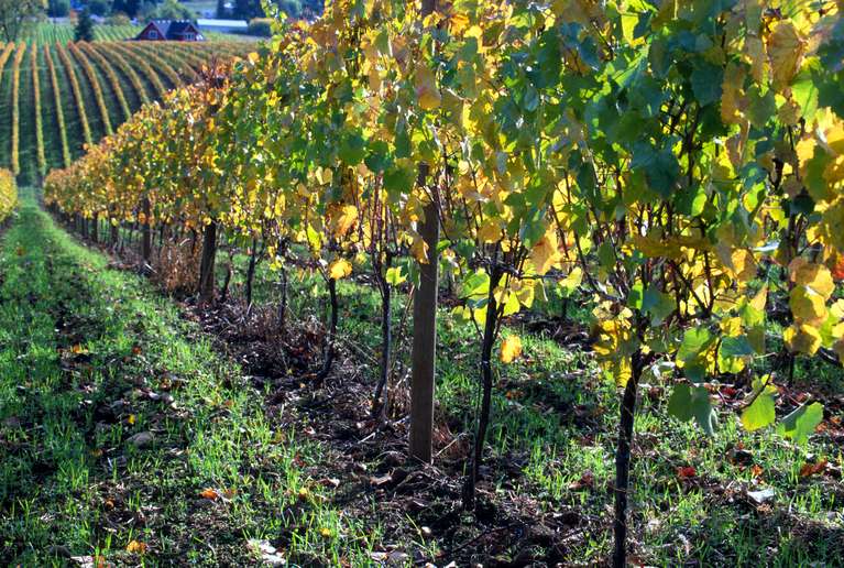  Willamette Valley Vineyards 