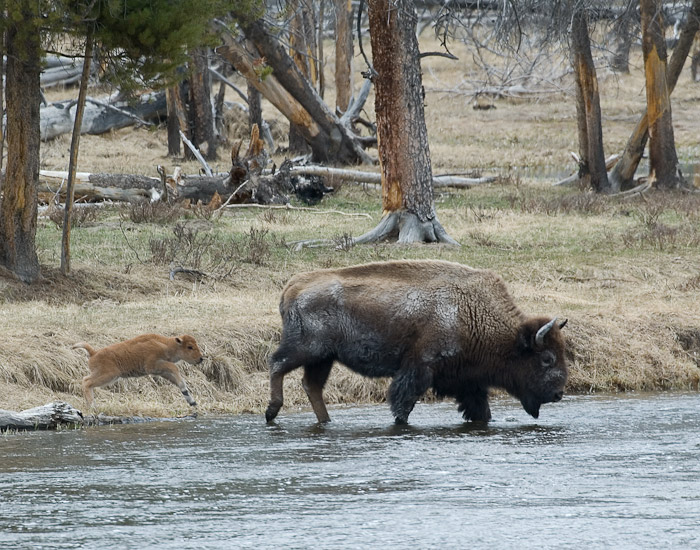 Buffalo and baby crossing river