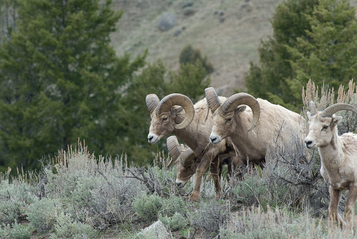 Big Horn Sheep