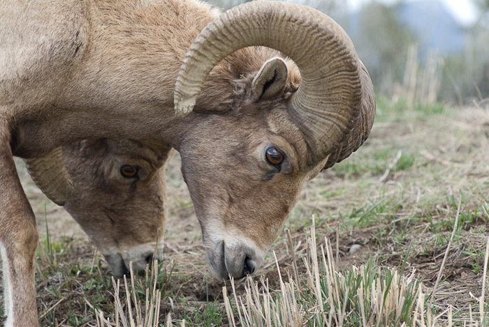 Big Horn Sheep