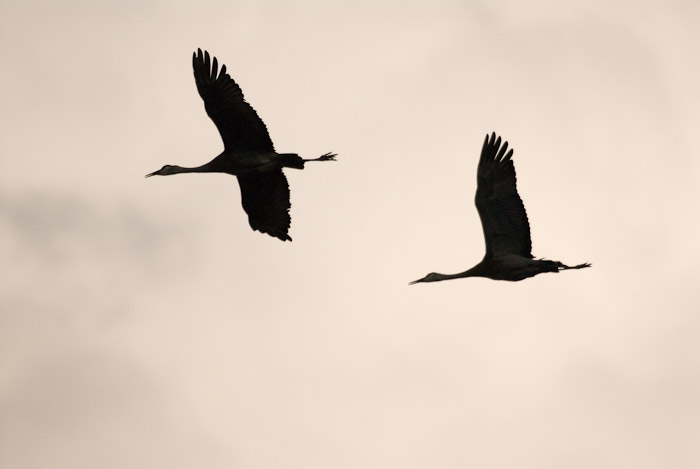 Cranes in Flight
