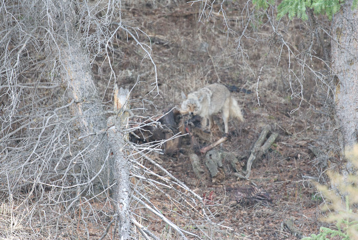Coyote scavenging