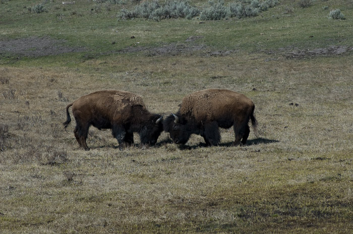 Buffalos Fighting