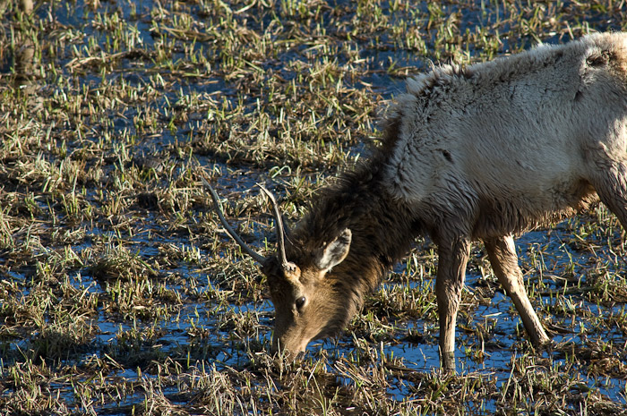 Elk