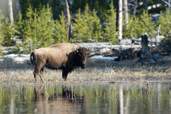 Buffalo