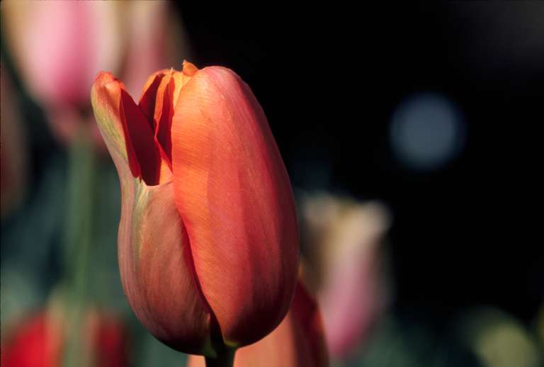  Tulip at the Gamble Garen 