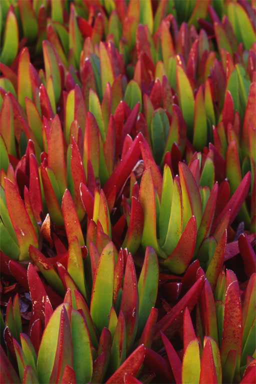  Iceplant at Dunes Beach 